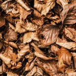 Location Feuilles