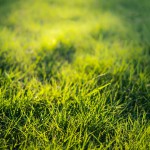 Location Herbe